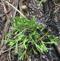 Isopogon anemonifolius (Common Drumsticks) at Fingal Bay, NSW - 7 Jul 2022 by Tapirlord