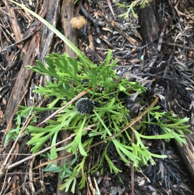 Isopogon anemonifolius (Common Drumsticks) at Tomaree National Park - 7 Jul 2022 by Tapirlord