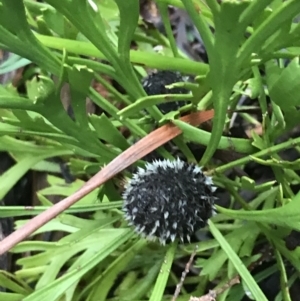 Isopogon anemonifolius at Fingal Bay, NSW - suppressed