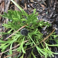 Isopogon anemonifolius at Fingal Bay, NSW - 7 Jul 2022