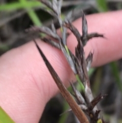 Lepidosperma sp. (A Sword Sedge) at Fingal Bay, NSW - 7 Jul 2022 by Tapirlord