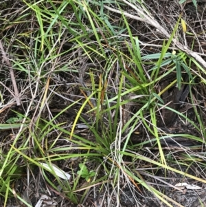 Lepidosperma sp. at Fingal Bay, NSW - 7 Jul 2022 04:15 PM