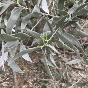Acacia binervia at Fingal Bay, NSW - 7 Jul 2022 04:15 PM