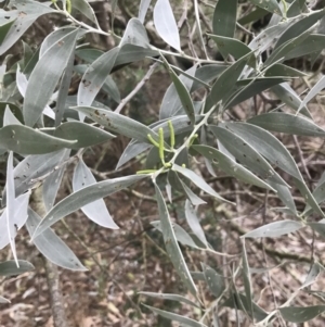 Acacia binervia at Fingal Bay, NSW - 7 Jul 2022