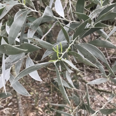 Acacia binervia (Coastal Myall, Kai'arrewan) at Fingal Bay, NSW - 7 Jul 2022 by Tapirlord