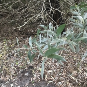 Acacia binervia at Fingal Bay, NSW - 7 Jul 2022 04:15 PM