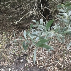 Acacia binervia at Fingal Bay, NSW - 7 Jul 2022