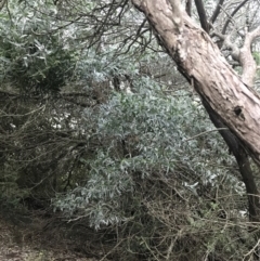 Acacia binervia at Fingal Bay, NSW - 7 Jul 2022 04:15 PM