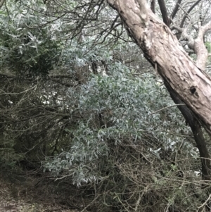 Acacia binervia at Fingal Bay, NSW - 7 Jul 2022