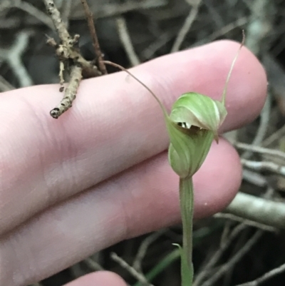 Pterostylis concinna (Trim Greenhood) at Fingal Bay, NSW - 7 Jul 2022 by Tapirlord