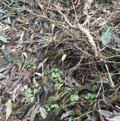 Pterostylis concinna at Fingal Bay, NSW - suppressed