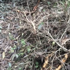 Pterostylis concinna at Fingal Bay, NSW - suppressed