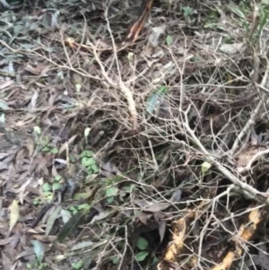 Pterostylis concinna at Fingal Bay, NSW - suppressed