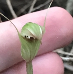 Pterostylis concinna at Fingal Bay, NSW - 7 Jul 2022