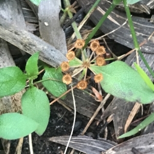 Pomax umbellata at Fingal Bay, NSW - 7 Jul 2022