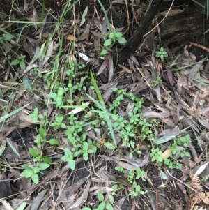 Pomax umbellata at Fingal Bay, NSW - 7 Jul 2022