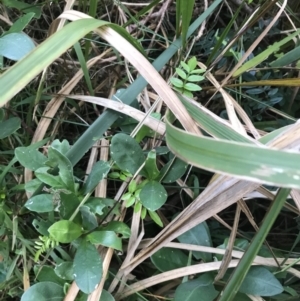 Pandorea pandorana at Fingal Bay, NSW - 7 Jul 2022