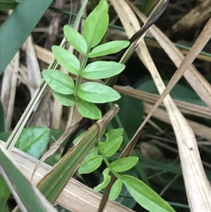 Pandorea pandorana at Fingal Bay, NSW - 7 Jul 2022