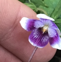 Viola banksii (Native Violet) at Fingal Bay, NSW - 7 Jul 2022 by Tapirlord