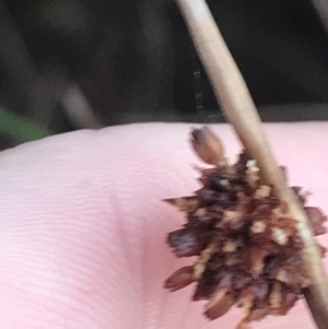 Ficinia nodosa at Fingal Bay, NSW - 7 Jul 2022 04:11 PM