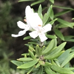 Westringia fruticosa (Native Rosemary) at Fingal Bay, NSW - 7 Jul 2022 by Tapirlord