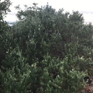 Westringia fruticosa at Fingal Bay, NSW - 7 Jul 2022