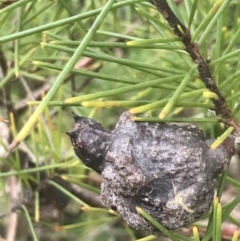 Hakea sericea (Needlebush) at Fingal Bay, NSW - 7 Jul 2022 by Tapirlord