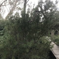 Hakea sericea at Fingal Bay, NSW - 7 Jul 2022 04:10 PM