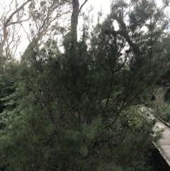 Hakea sericea at Fingal Bay, NSW - 7 Jul 2022 04:10 PM