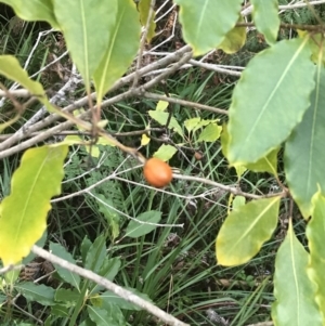 Pittosporum undulatum at Fingal Bay, NSW - 7 Jul 2022