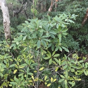 Pittosporum undulatum at Fingal Bay, NSW - 7 Jul 2022