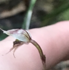 Acianthus fornicatus at Fingal Bay, NSW - suppressed