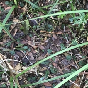 Acianthus fornicatus at Fingal Bay, NSW - suppressed