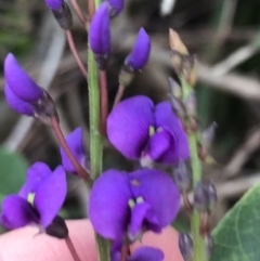 Hardenbergia violacea (False Sarsaparilla) at Fingal Bay, NSW - 7 Jul 2022 by Tapirlord