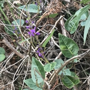 Hardenbergia violacea at Fingal Bay, NSW - 7 Jul 2022