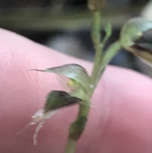 Acianthus fornicatus at Fingal Bay, NSW - suppressed