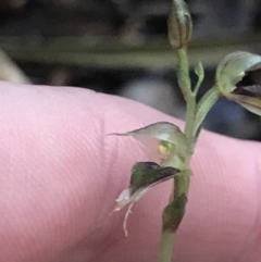 Acianthus fornicatus at Fingal Bay, NSW - suppressed