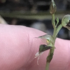 Acianthus fornicatus at Fingal Bay, NSW - suppressed