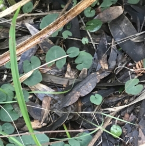 Acianthus fornicatus at Fingal Bay, NSW - suppressed