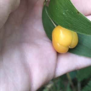 Eustrephus latifolius at Fingal Bay, NSW - 7 Jul 2022