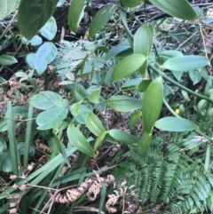 Eustrephus latifolius at Fingal Bay, NSW - 7 Jul 2022