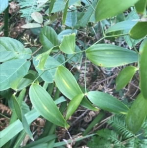 Eustrephus latifolius at Fingal Bay, NSW - 7 Jul 2022