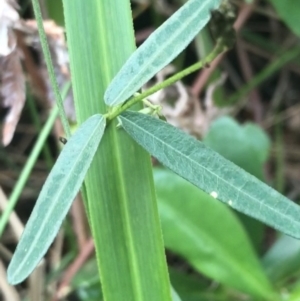 Glycine clandestina at Fingal Bay, NSW - 7 Jul 2022