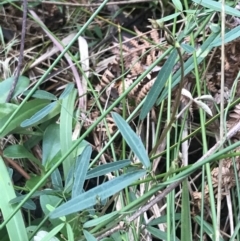 Glycine clandestina at Fingal Bay, NSW - 7 Jul 2022 04:06 PM