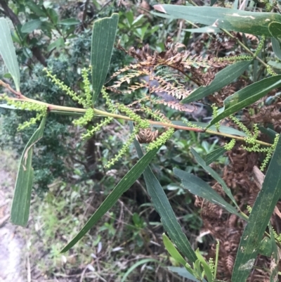 Acacia longifolia subsp. sophorae (Coast Wattle) at Fingal Bay, NSW - 7 Jul 2022 by Tapirlord