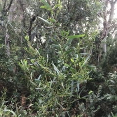 Acacia longifolia subsp. sophorae at Fingal Bay, NSW - 7 Jul 2022 04:05 PM