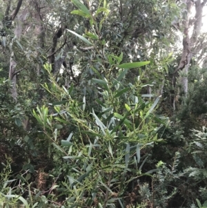 Acacia longifolia subsp. sophorae at Fingal Bay, NSW - 7 Jul 2022 04:05 PM