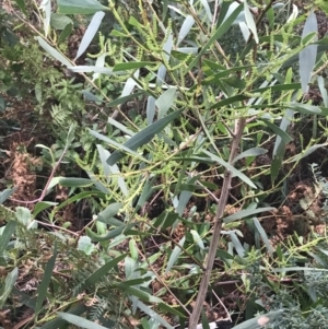 Acacia longifolia subsp. sophorae at Fingal Bay, NSW - 7 Jul 2022