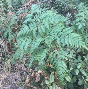 Pteridium esculentum at Fingal Bay, NSW - 7 Jul 2022 04:04 PM