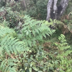 Pteridium esculentum at Fingal Bay, NSW - 7 Jul 2022 04:04 PM